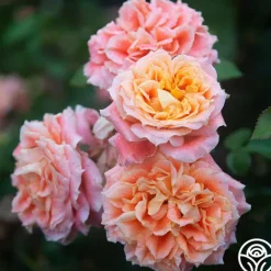 Heirloom Roses Tangerine Streams™ Outlet