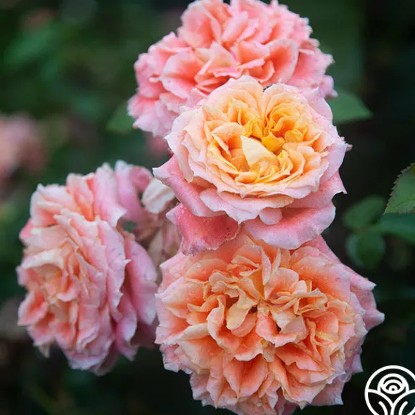 Heirloom Roses Tangerine Streams™ Outlet