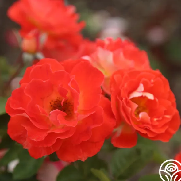 Heirloom Roses Tango Discount
