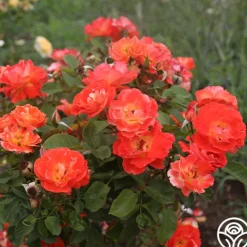 Heirloom Roses Tango Discount