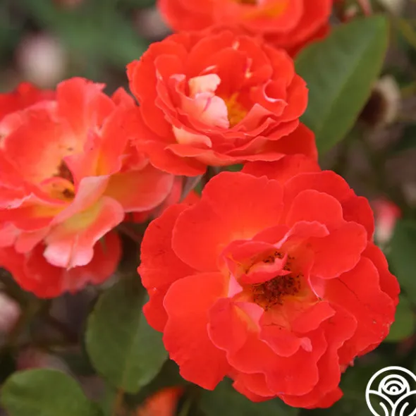 Heirloom Roses Tango Discount