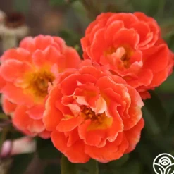 Heirloom Roses Tango Discount
