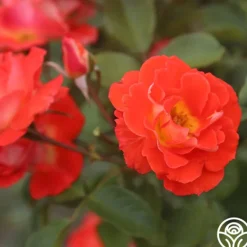 Heirloom Roses Tango Discount