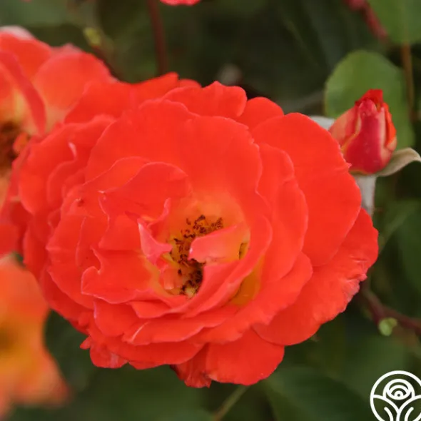 Heirloom Roses Tango Discount