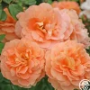 Heirloom Roses Tatin Sale