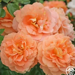 Heirloom Roses Tatin Sale