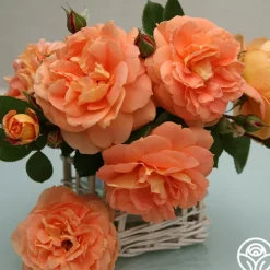 Heirloom Roses Tatin Sale