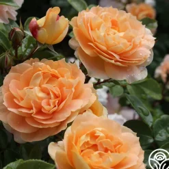 Heirloom Roses Tatin Sale