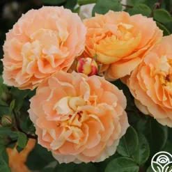 Heirloom Roses Tatin Sale