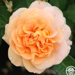 Heirloom Roses Tatin Sale