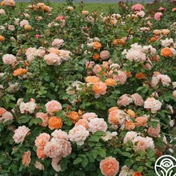 Heirloom Roses Tatin Sale