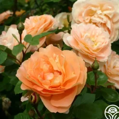 Heirloom Roses Tatin Sale