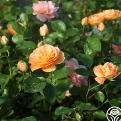 Heirloom Roses Tatin Sale
