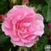 Heirloom Roses Tausendschon Outlet
