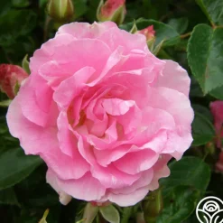 Heirloom Roses Tausendschon Outlet