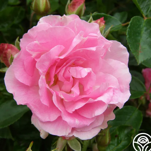 Heirloom Roses Tausendschon Outlet