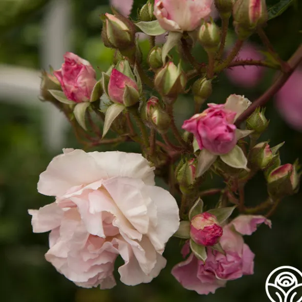Heirloom Roses Tausendschon Outlet
