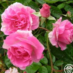 Heirloom Roses Tausendschon Outlet