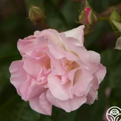 Heirloom Roses Tausendschon Outlet