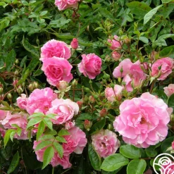 Heirloom Roses Tausendschon Outlet