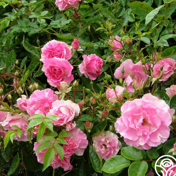 Heirloom Roses Tausendschon Outlet