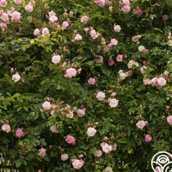 Heirloom Roses Tausendschon Outlet