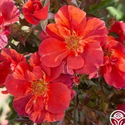Heirloom Roses Tawny Tiger Hot