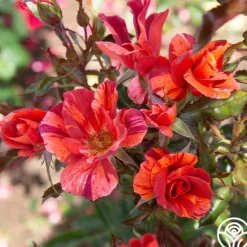 Heirloom Roses Tawny Tiger Hot