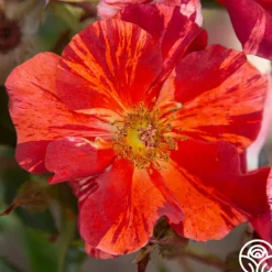 Heirloom Roses Tawny Tiger Hot