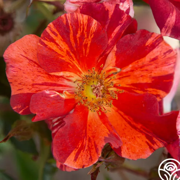 Heirloom Roses Tawny Tiger Hot