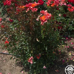 Heirloom Roses Tawny Tiger Hot