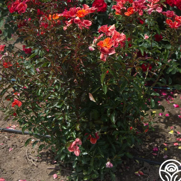 Heirloom Roses Tawny Tiger Hot