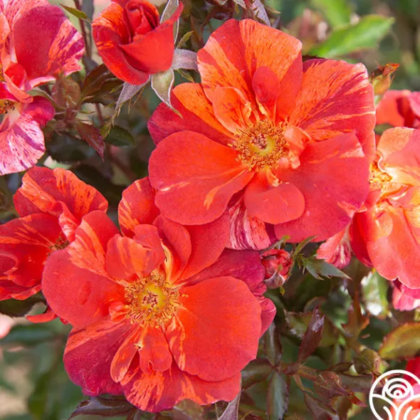 Heirloom Roses Tawny Tiger Hot