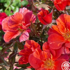 Heirloom Roses Tawny Tiger Hot