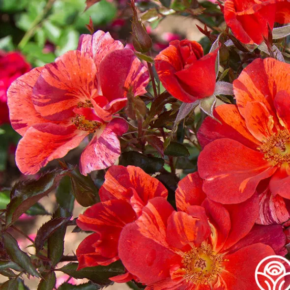 Heirloom Roses Tawny Tiger Hot