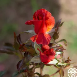 Heirloom Roses Tawny Tiger Hot