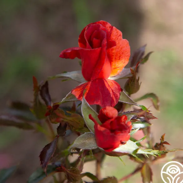 Heirloom Roses Tawny Tiger Hot
