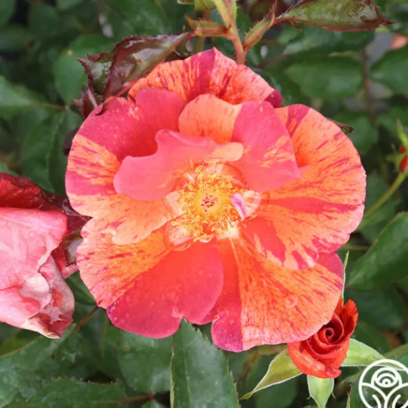 Heirloom Roses Tawny Tiger Hot