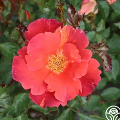 Heirloom Roses Tawny Tiger Hot