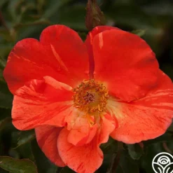 Heirloom Roses Tawny Tiger Hot