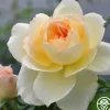 Heirloom Roses Tchaikovski® Hot
