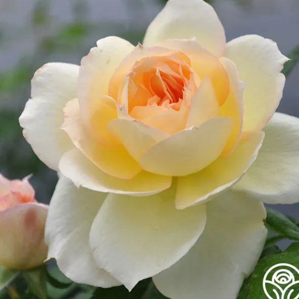 Heirloom Roses Tchaikovski® Hot