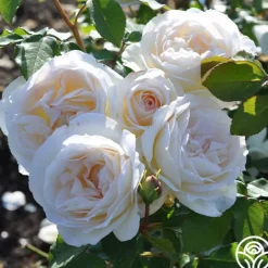 Heirloom Roses Tchaikovski® Hot
