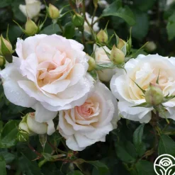 Heirloom Roses Tchaikovski® Hot