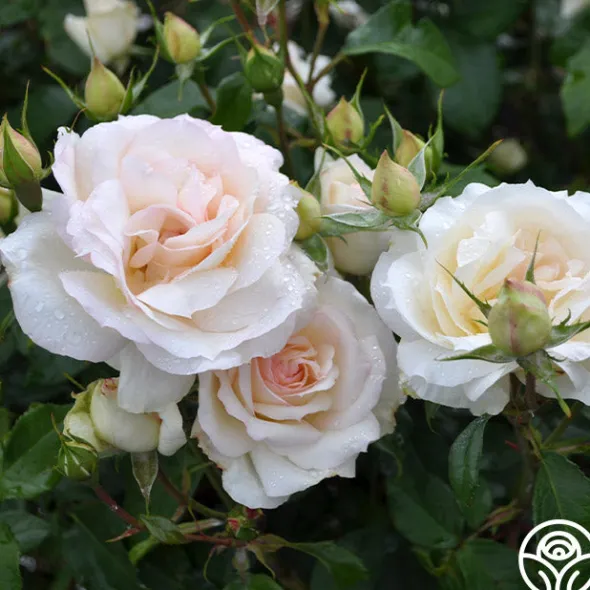 Heirloom Roses Tchaikovski® Hot