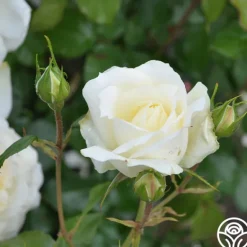 Heirloom Roses Tchaikovski® Hot