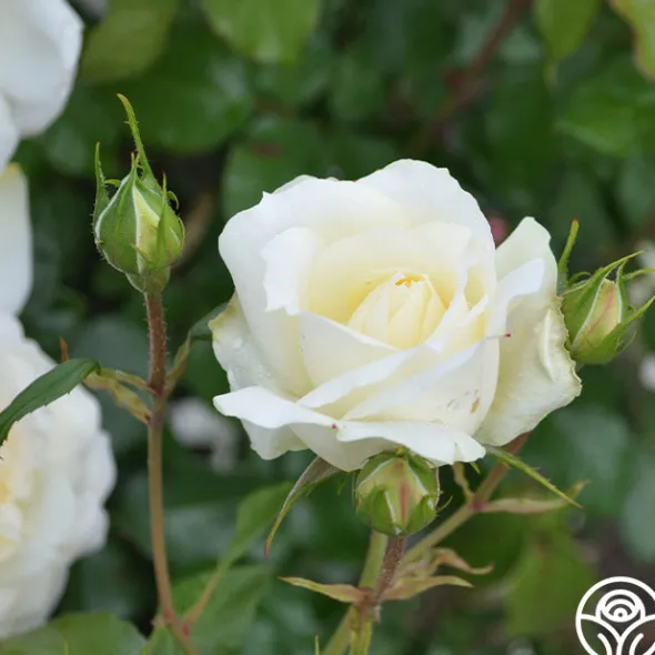 Heirloom Roses Tchaikovski® Hot
