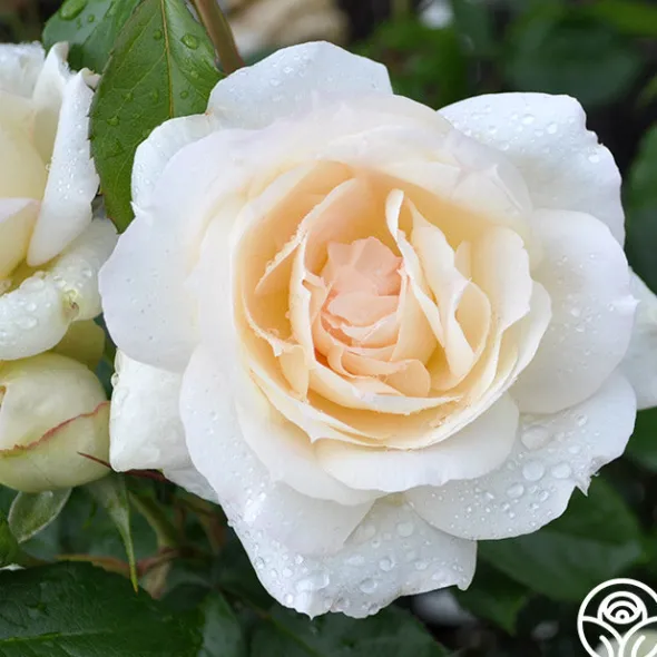 Heirloom Roses Tchaikovski® Hot
