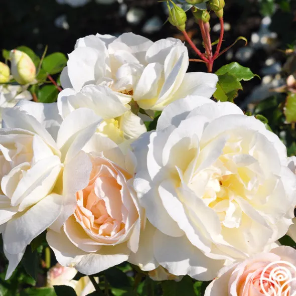 Heirloom Roses Tchaikovski® Hot