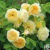 Heirloom Roses Teasing Georgia™ Discount